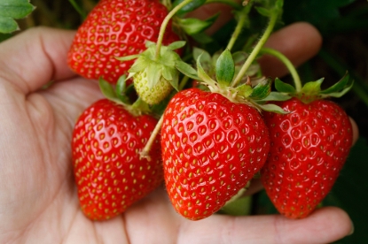 Picture of Strawberry Plants - Sweetheart (Early Season) - November 2025 Delivery